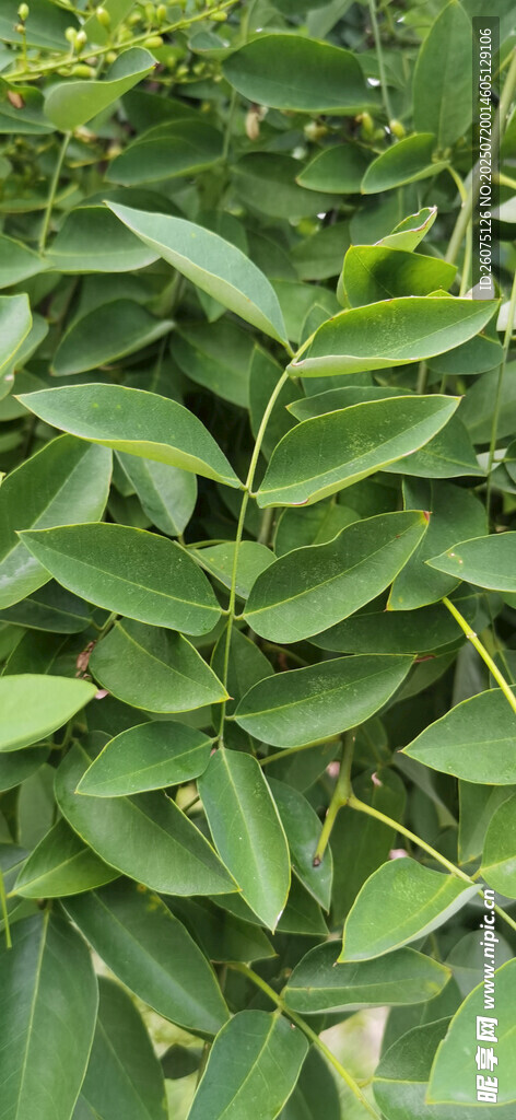 翠绿繁茂的羽状复叶植物
