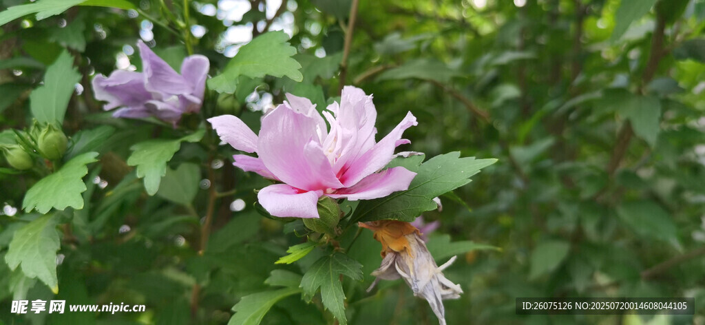 娇艳木槿花绽放绿叶间