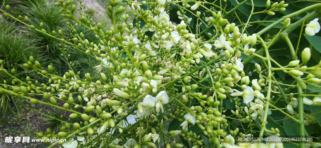 白色小花植物特写