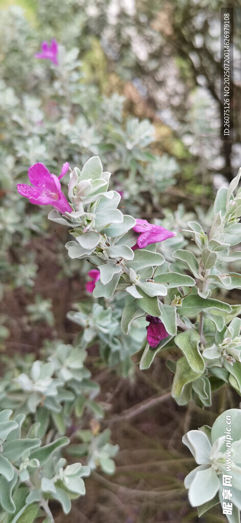 绿叶间绽放的娇艳紫花