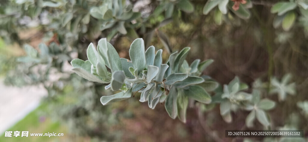 银叶植物特写