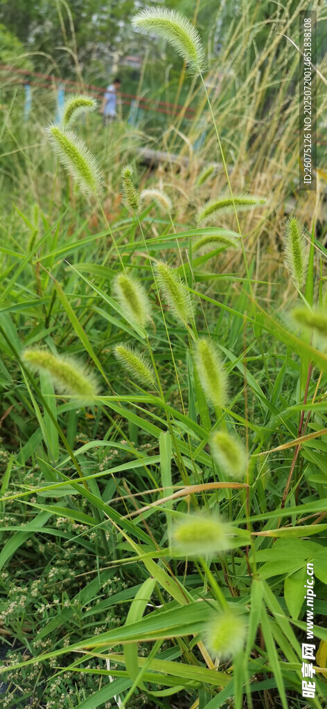翠绿繁茂的野外植物景观
