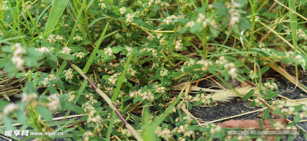 草地里的嫩绿植物特写