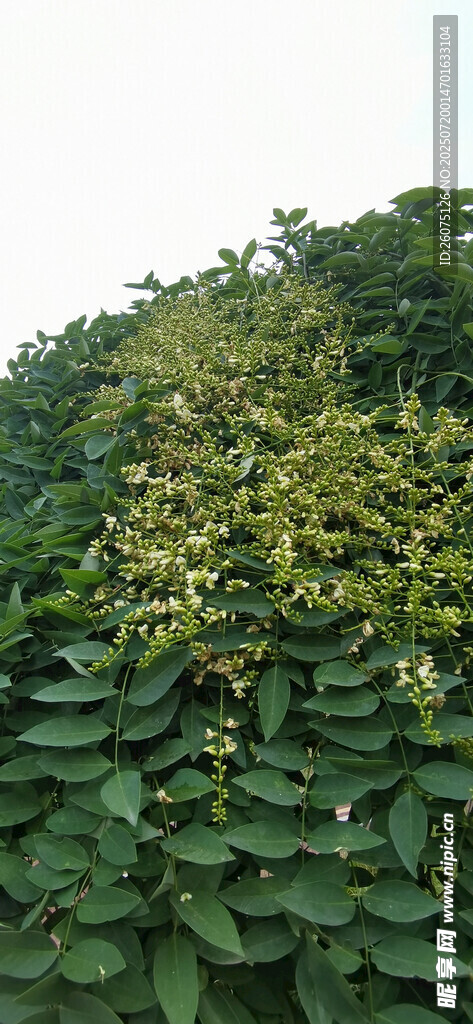 茂密绿叶植物景观