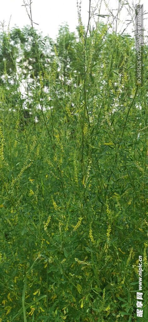 茂盛的绿色植物景观