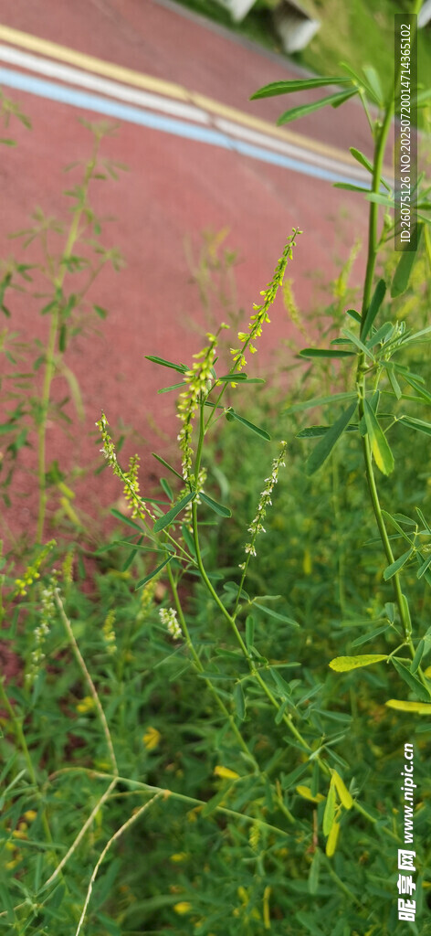 路边生长的绿色植物