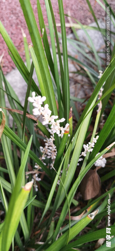 清幽绽放的白色兰花