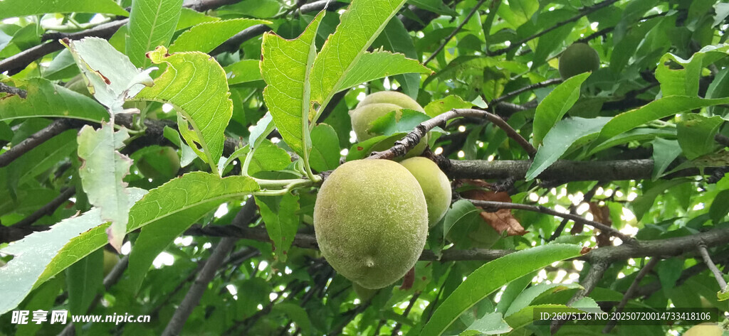 枝头青桃挂于翠绿枝叶间
