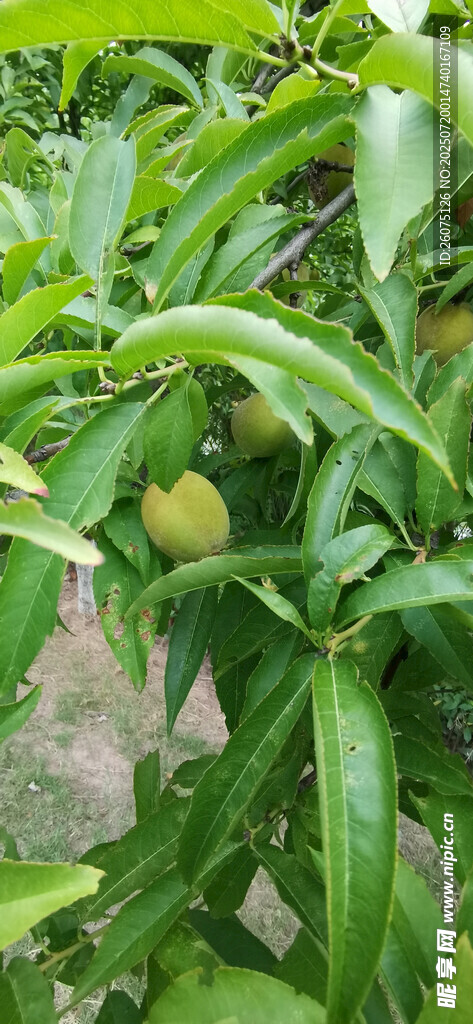 绿叶间的饱满果实
