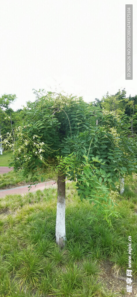 公园中的绿树与草地