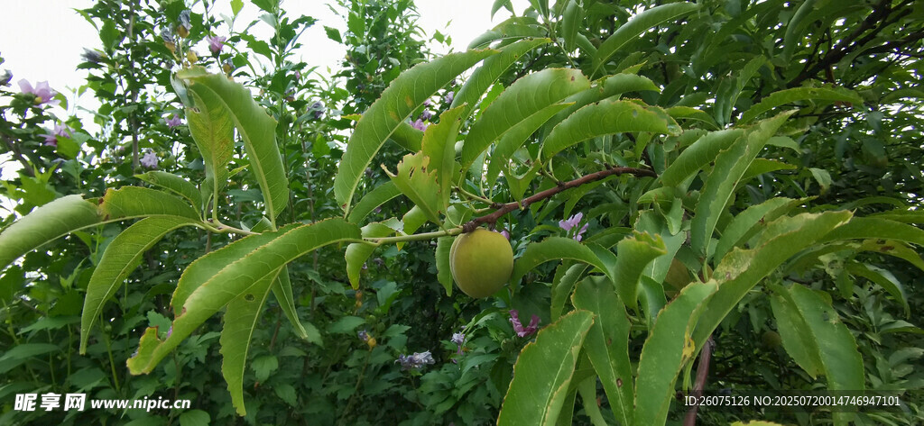 枝头挂果的繁茂绿植
