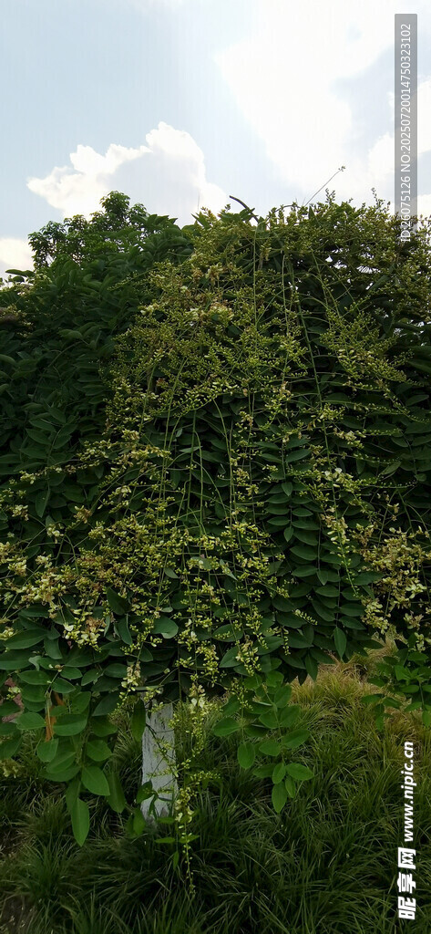 繁茂绿植景观