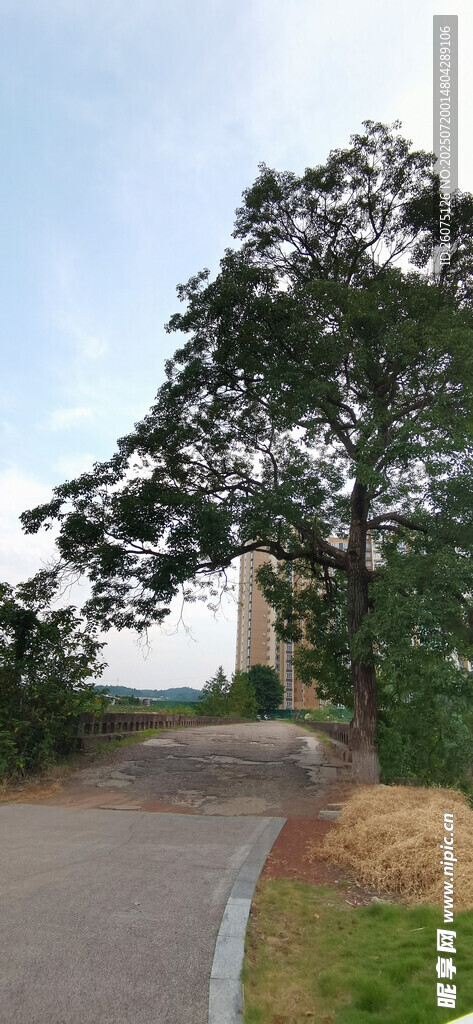 乡间小路旁的葱郁大树