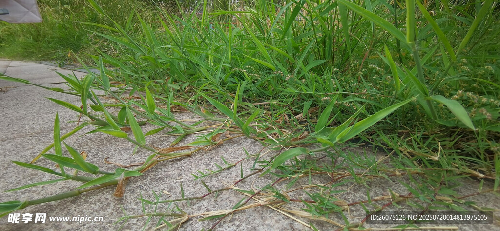 路边嫩绿小草蔓延