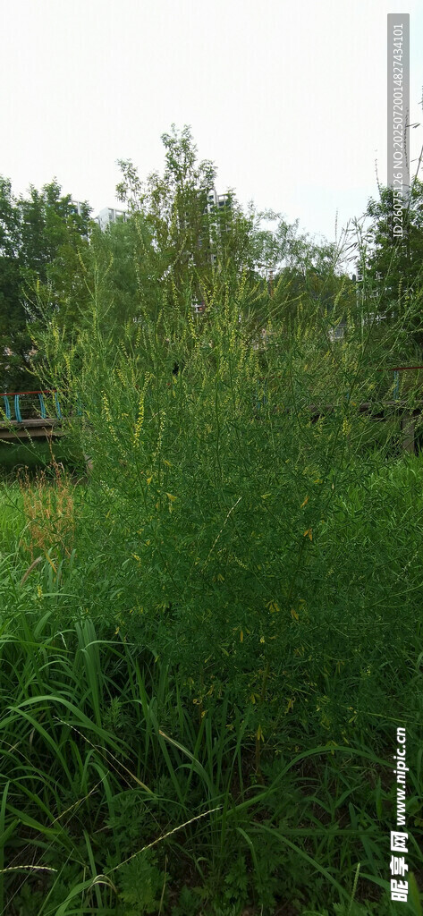 野外茂密绿植景观