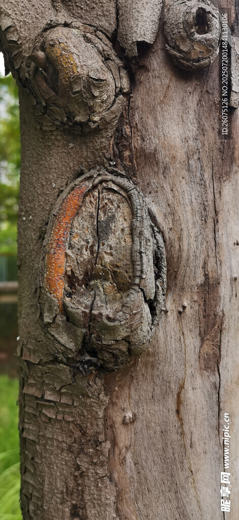树干特写