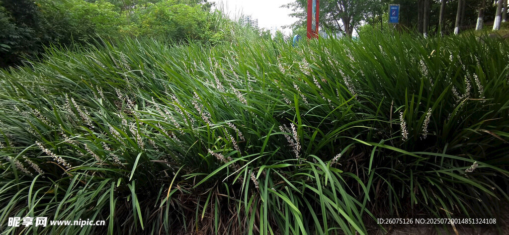 茂密草丛景观