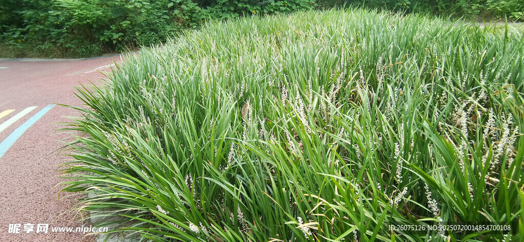 翠绿茂盛的观赏草植物