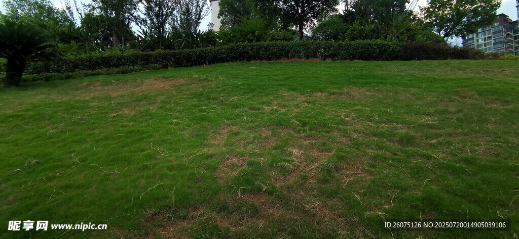 绿意盎然的开阔草地