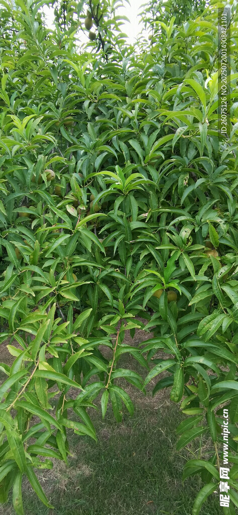 繁茂桃树景观