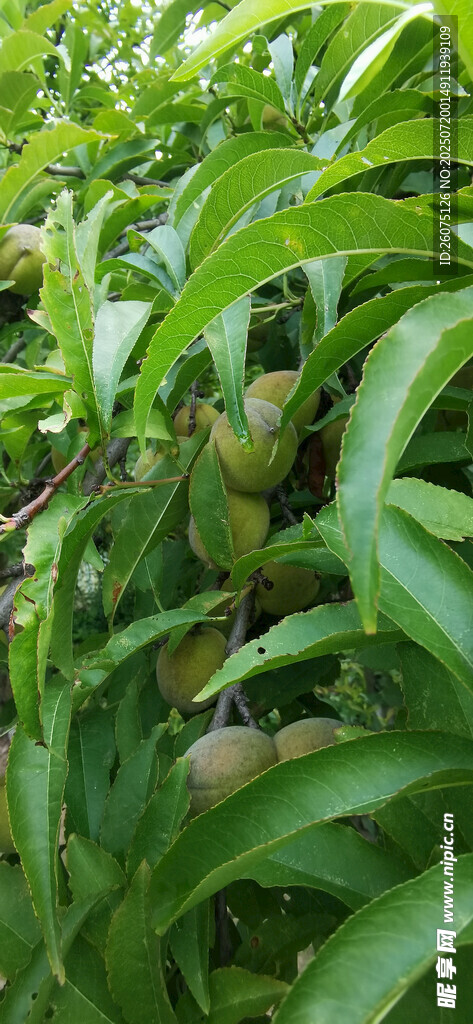翠绿繁茂的植物叶片景观