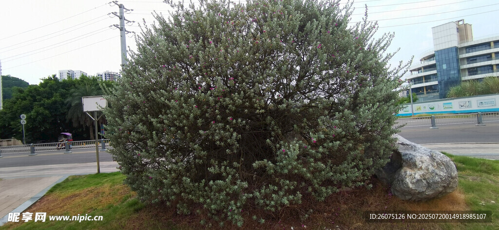 路边绿植景观