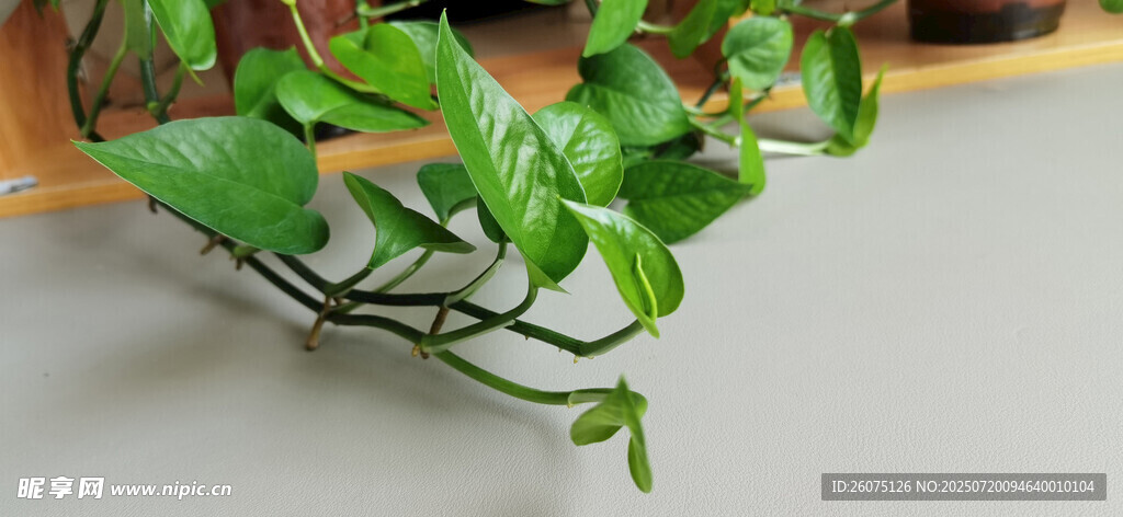翠绿藤蔓植物特写
