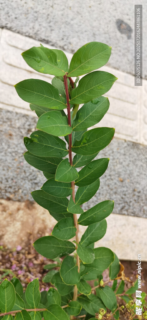 直立生长的绿叶植物