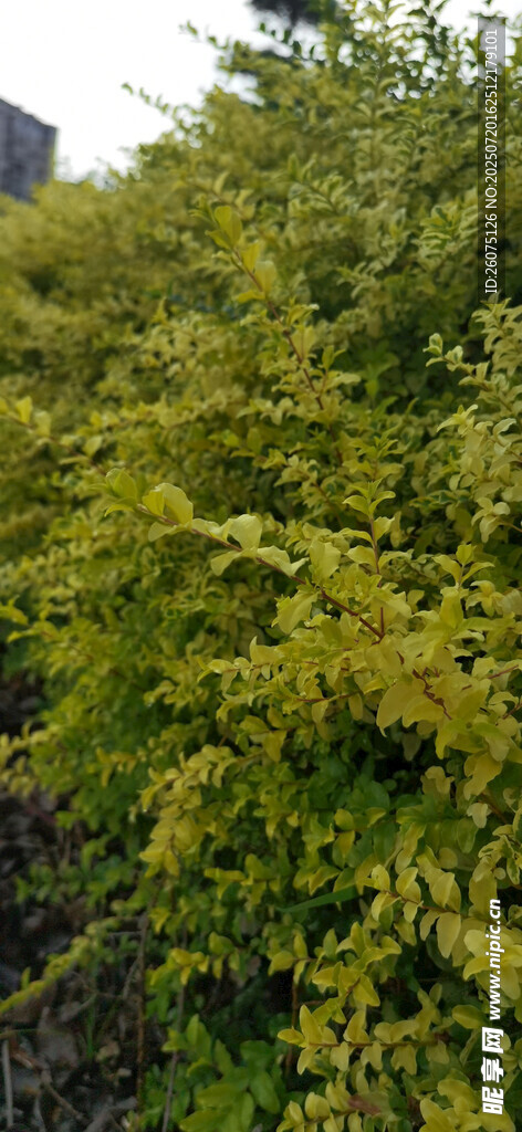 金黄茂密绿植景观