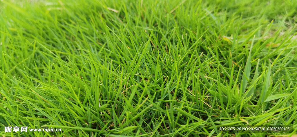 嫩绿草地