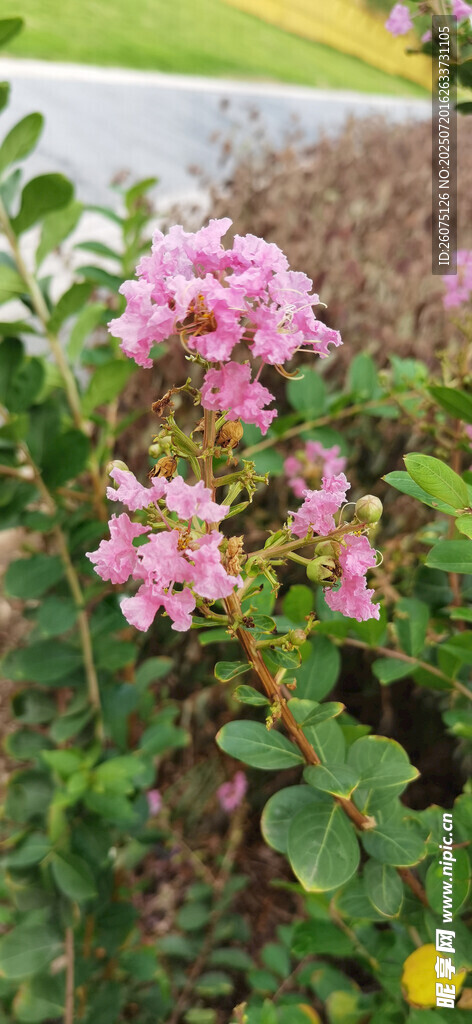 娇艳粉花绽放绿叶间