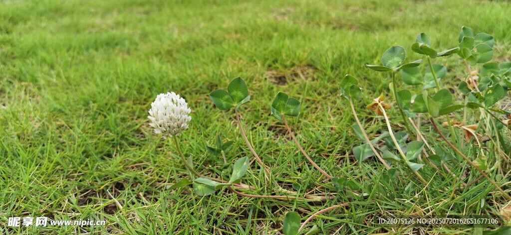草地上的白色花头