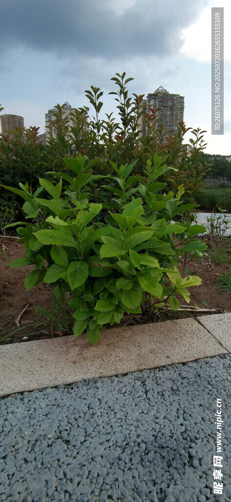 路边的栀子花树苗