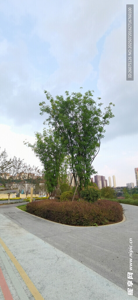 城市道路旁的绿植景观