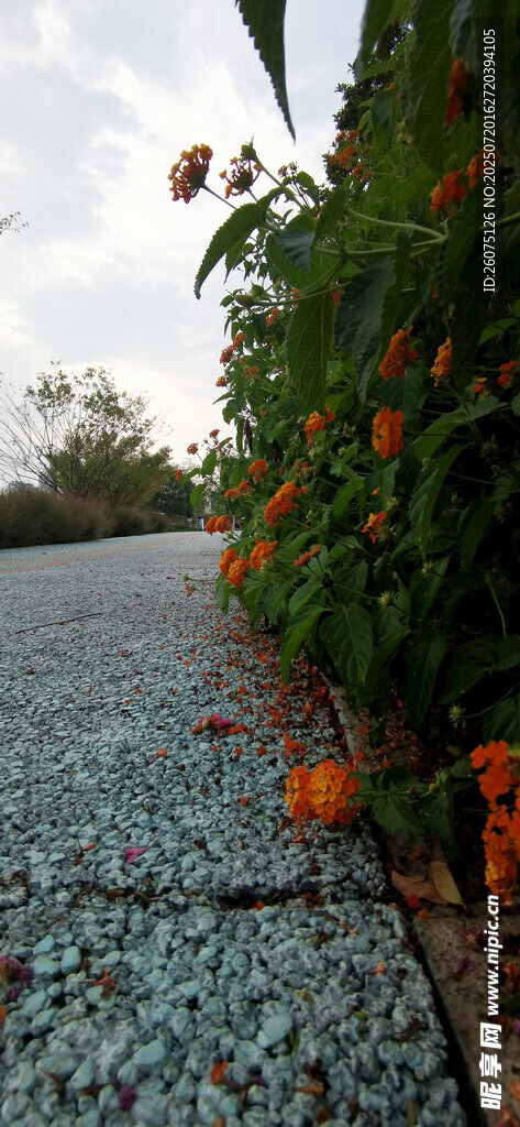 碎石小径旁的艳丽花卉