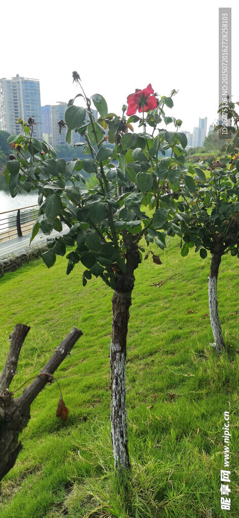 城市绿地中的绿树红花