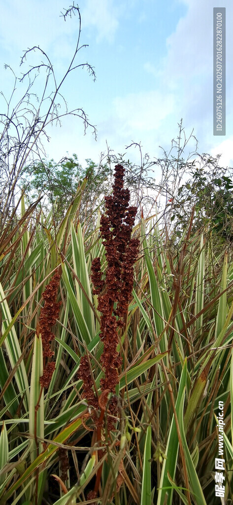 田野中的红穗植物