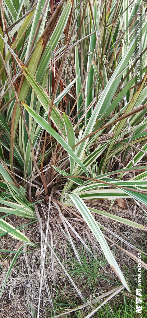 多彩草类植物根部特写