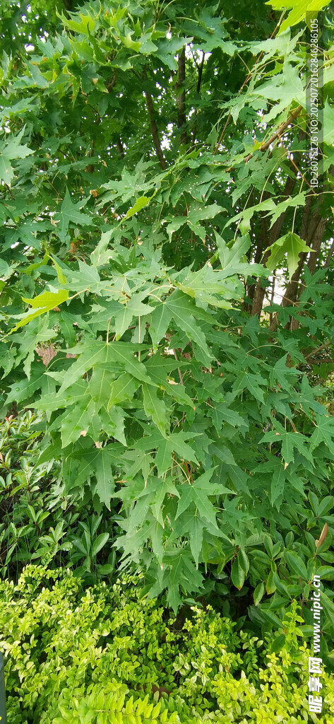 翠绿繁茂的枫叶