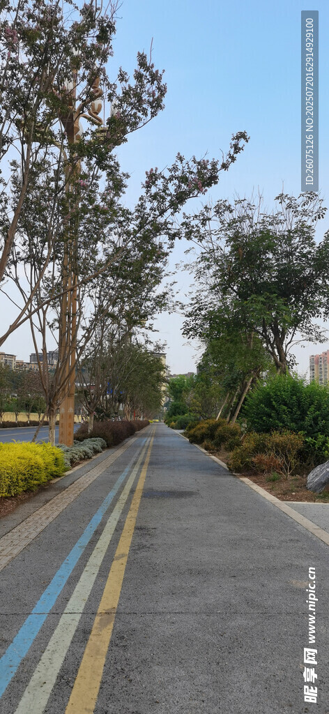 公园林荫下的平坦道路