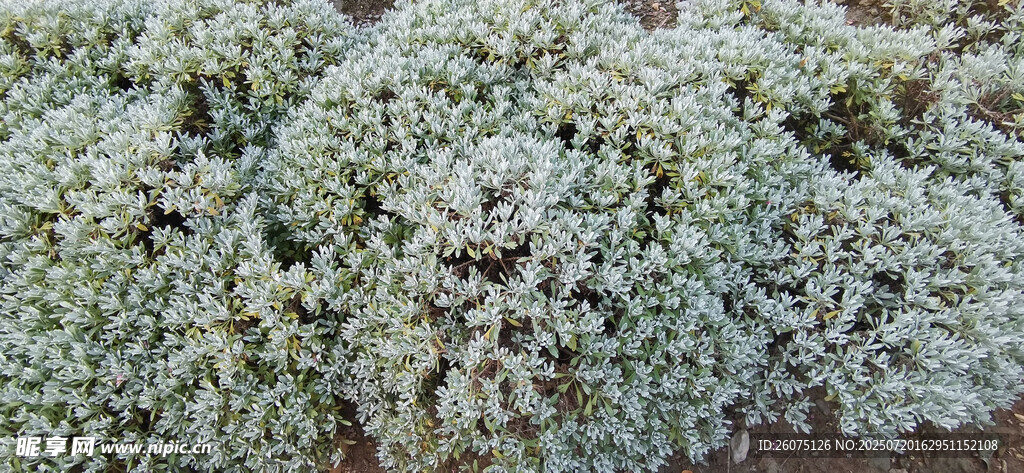 灰白灌木丛植物特写
