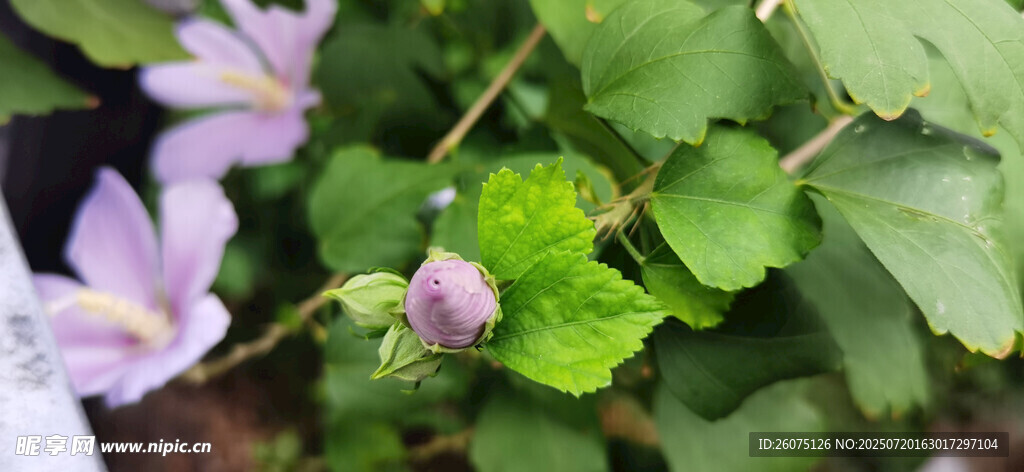 紫色小花与绿叶植物