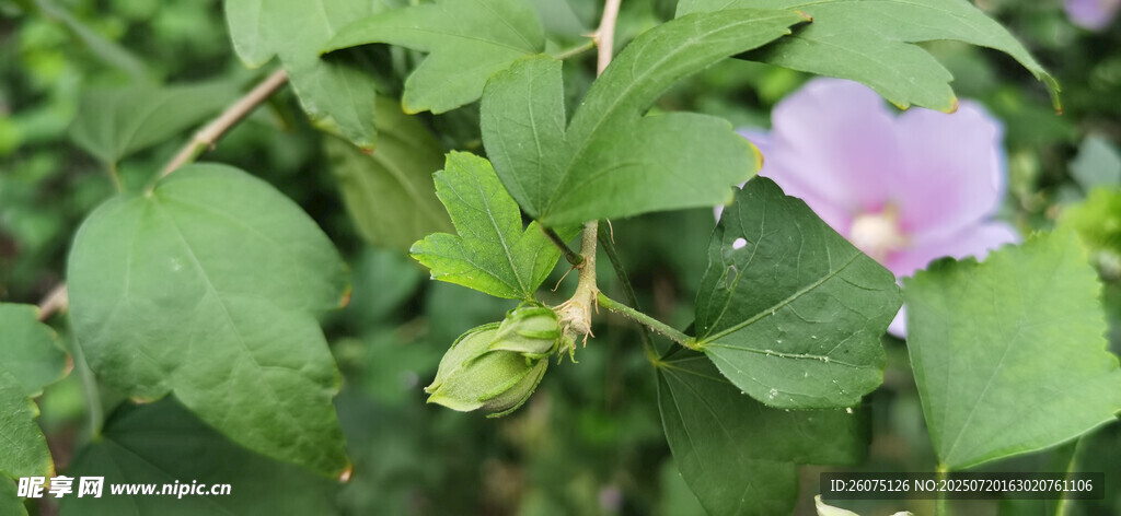 紫色木槿花绽放绿叶间