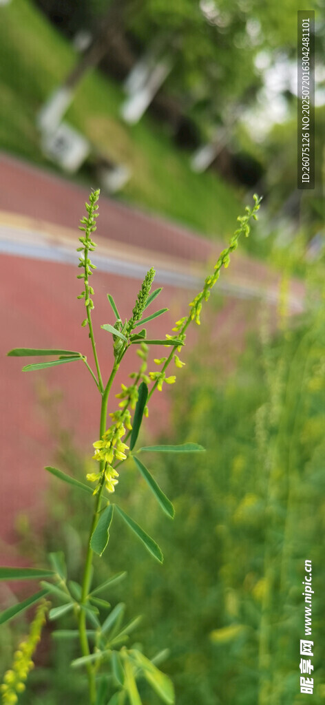 路边绽放的黄色小花
