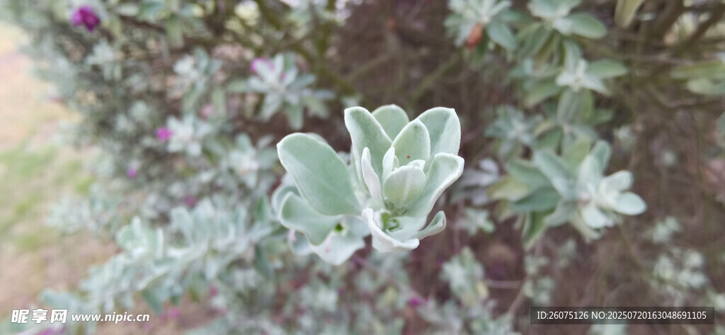 银叶植物特写