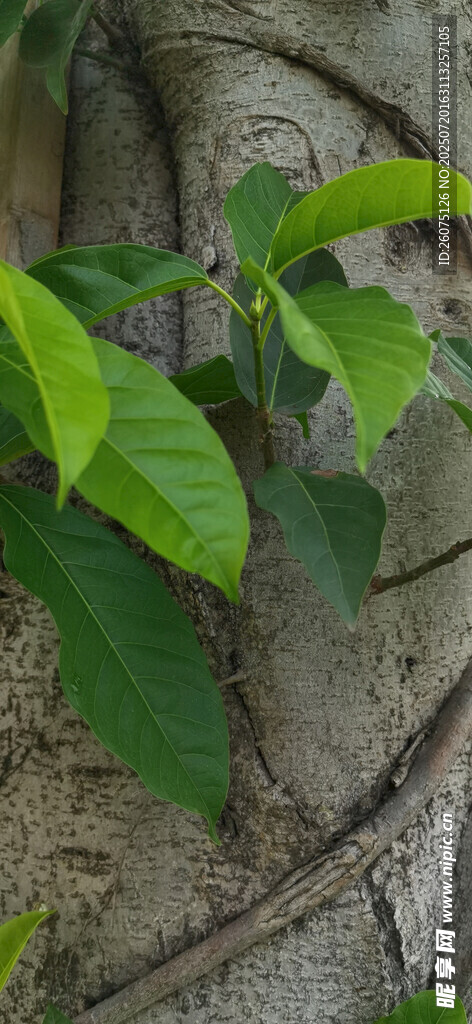 树干旁的翠绿新叶