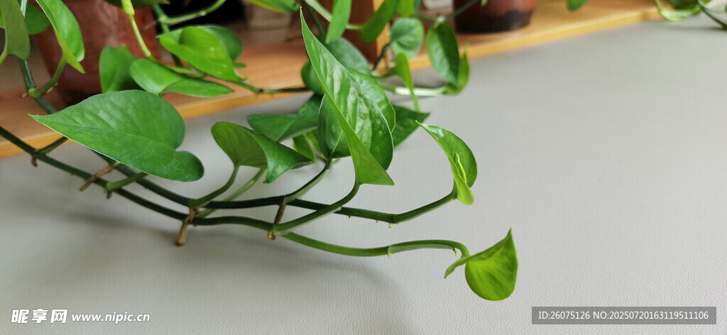 翠绿藤蔓植物特写