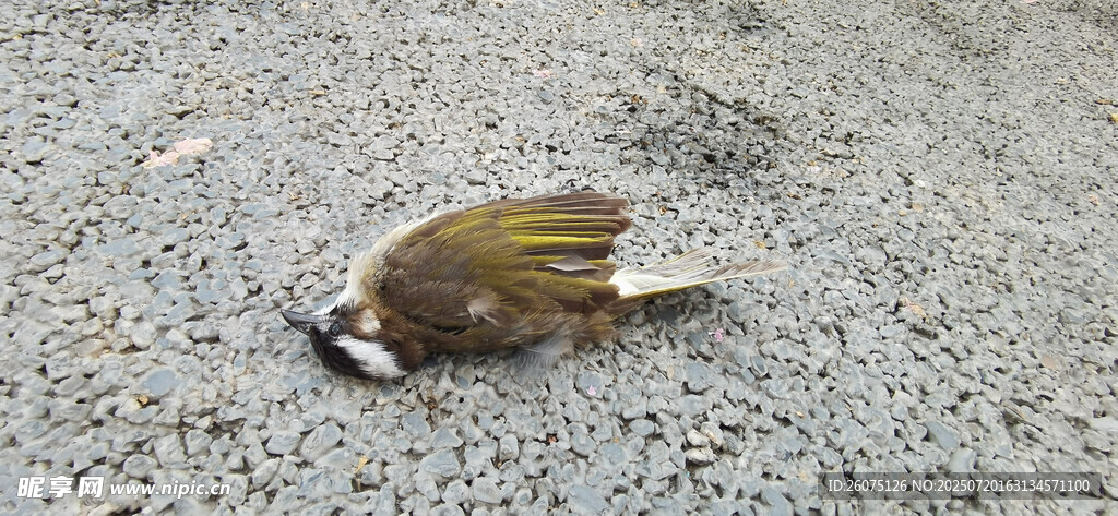 地上的死鸟