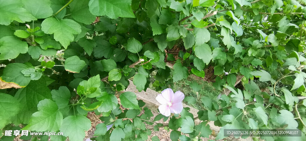 绿叶丛中的娇艳木槿花