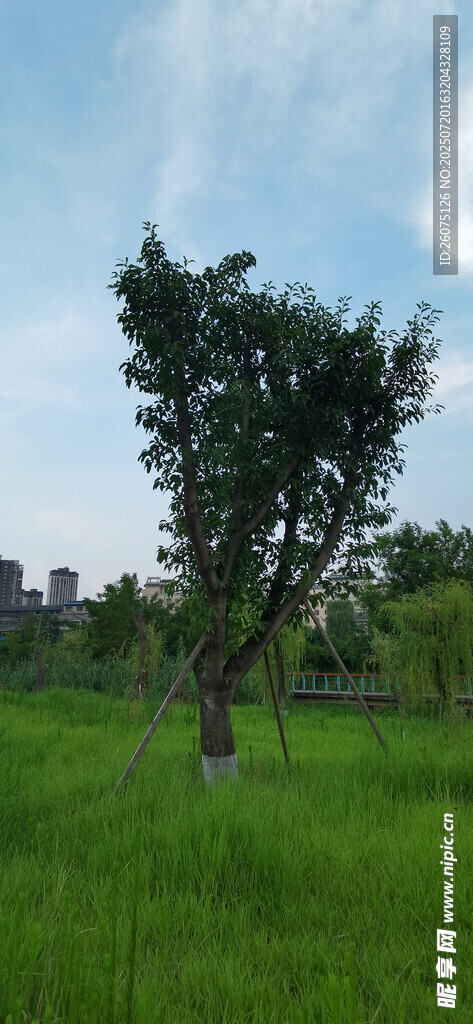 绿意盎然的草地与树木